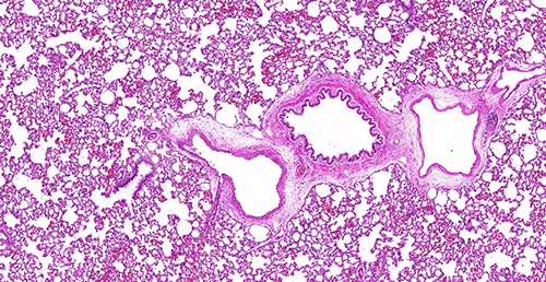 免疫组化实验技术服务