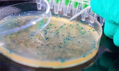 如何正确解读MIC测定的结果