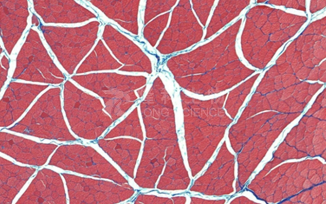 油红O染色技术服务