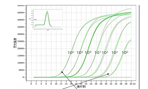 荧光定量PCR标准曲线的梯度数量多少比较合适