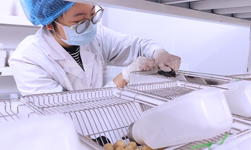 皮肤疾病创伤愈合造模方法、步骤、检测指标及注意事项